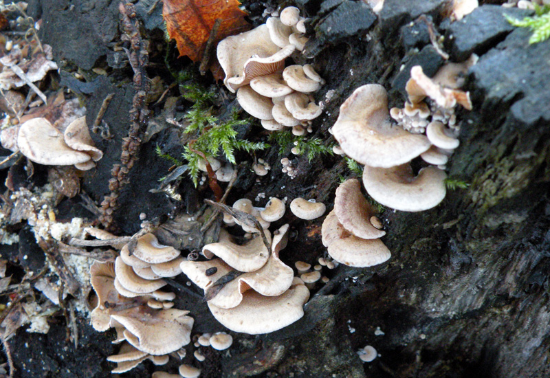 Aphyllophorales senza campioni